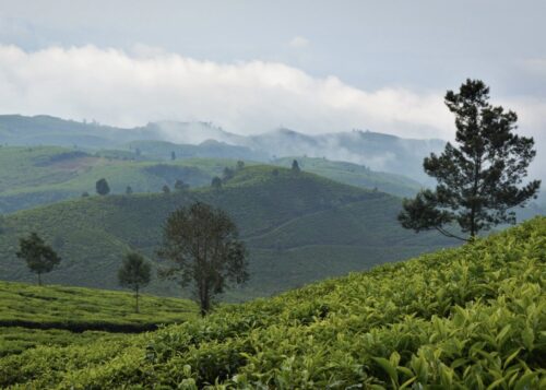 インドネシアの茶畑